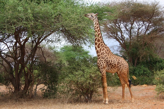 Divlje životinje - žirafa