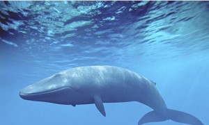 Blue Whale